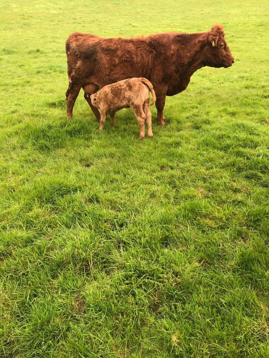 2 cows and 2 calfs - Image 3