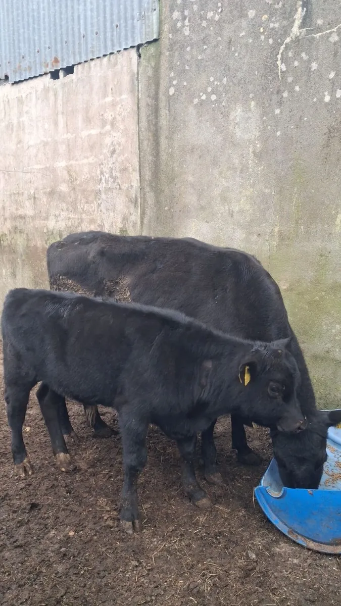 Heifer and calf - Image 2