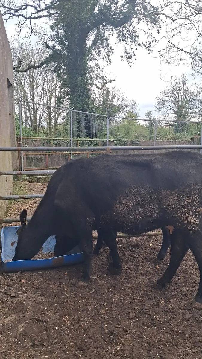 Heifer and calf - Image 3