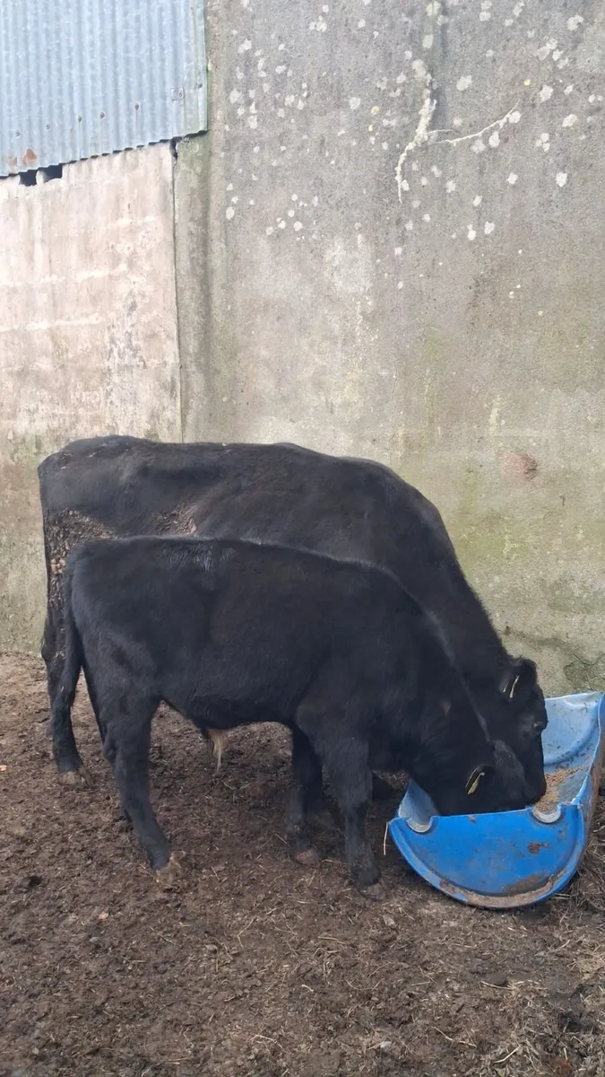 Heifer and calf - Image 1