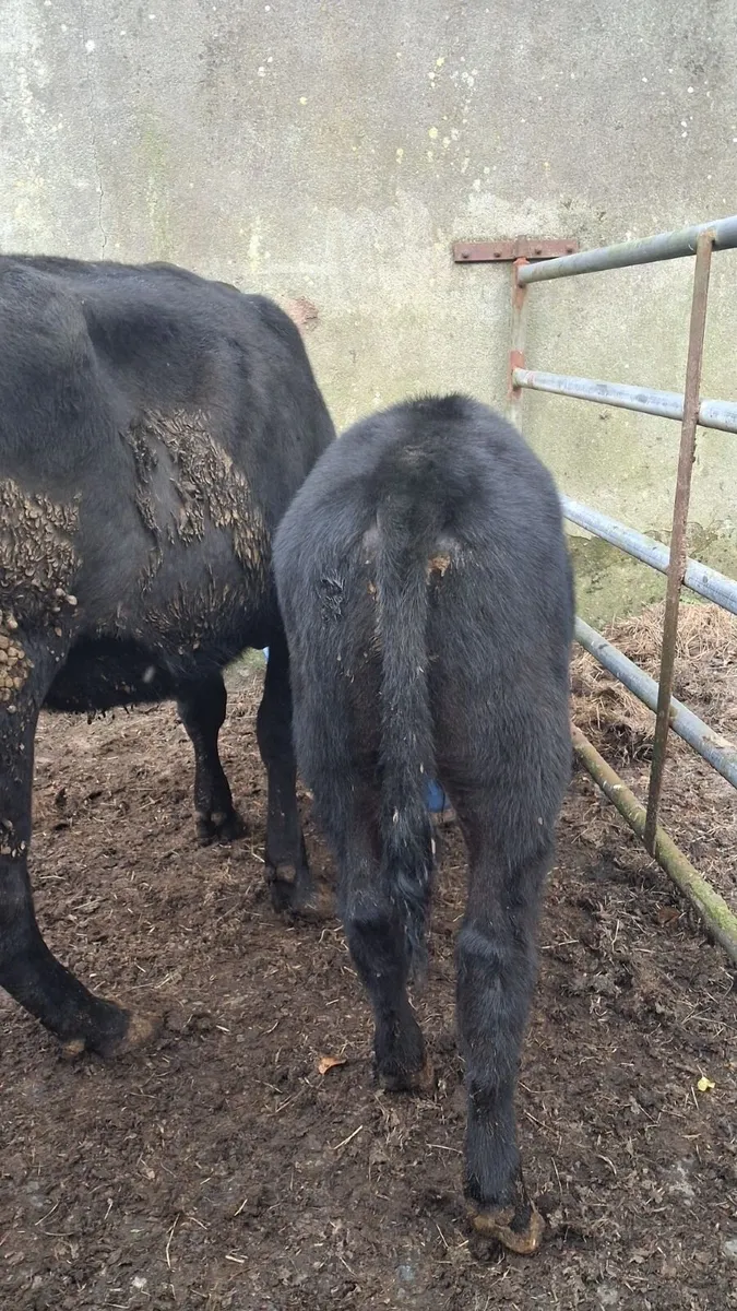 Heifer and calf - Image 4