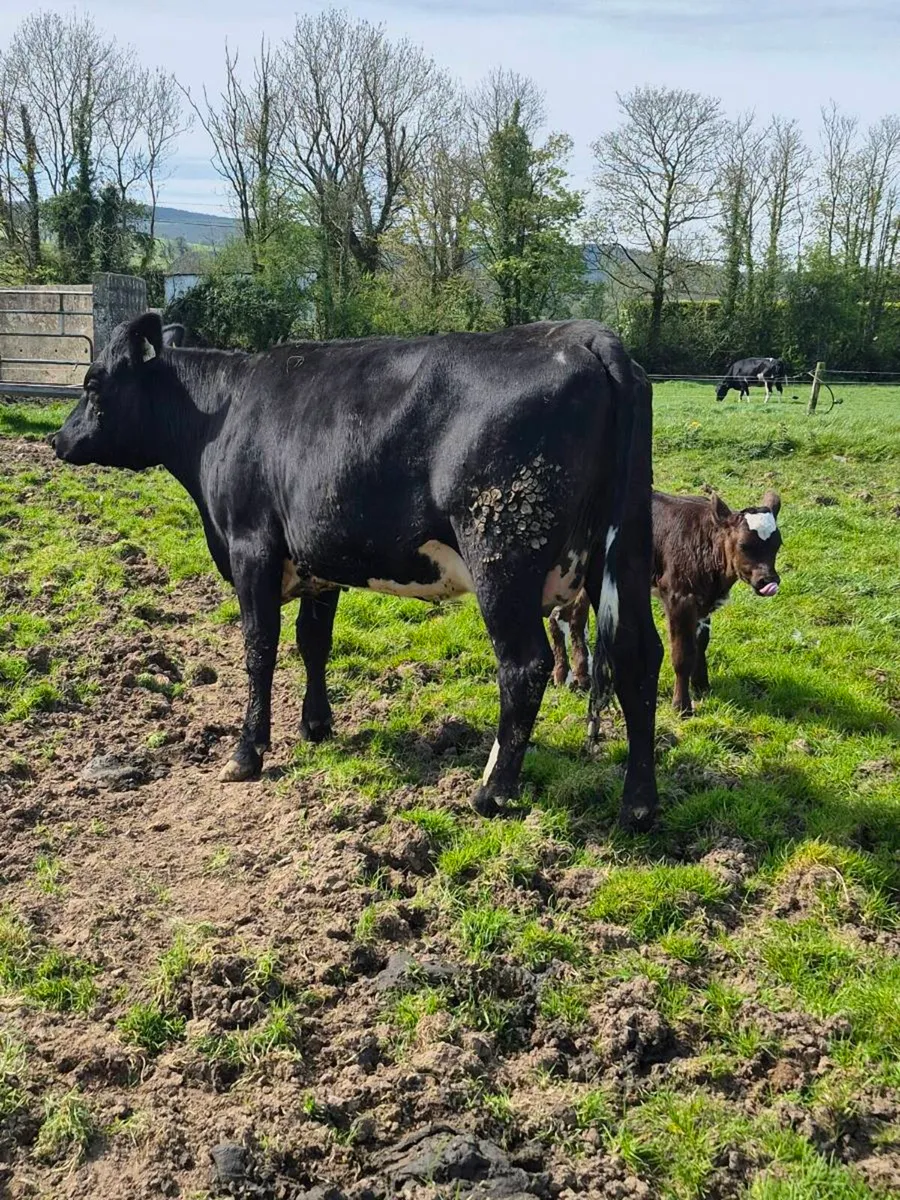Angus heifer and bull calf - Image 1