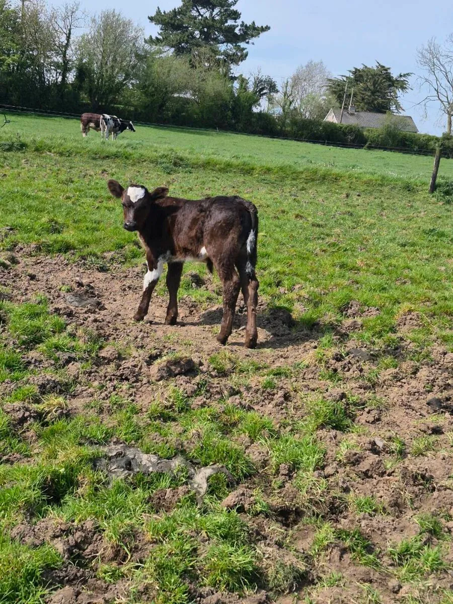 Angus heifer and bull calf - Image 2