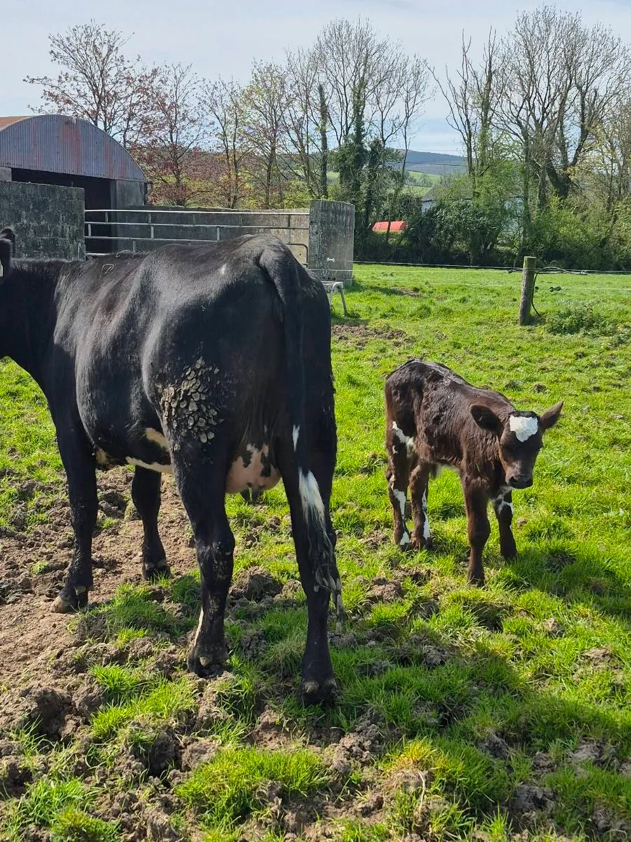 Angus heifer and bull calf - Image 3