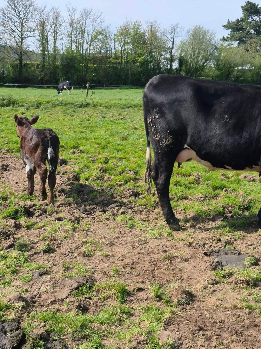 Angus heifer and bull calf - Image 4