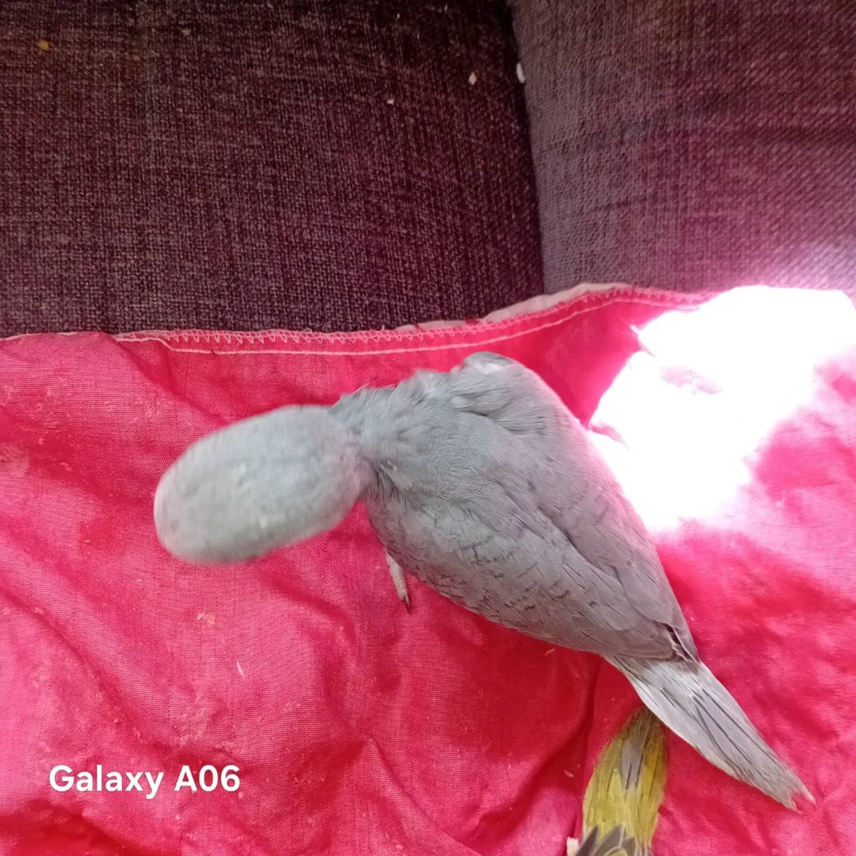 Handreared ringnecks chick's - Image 3