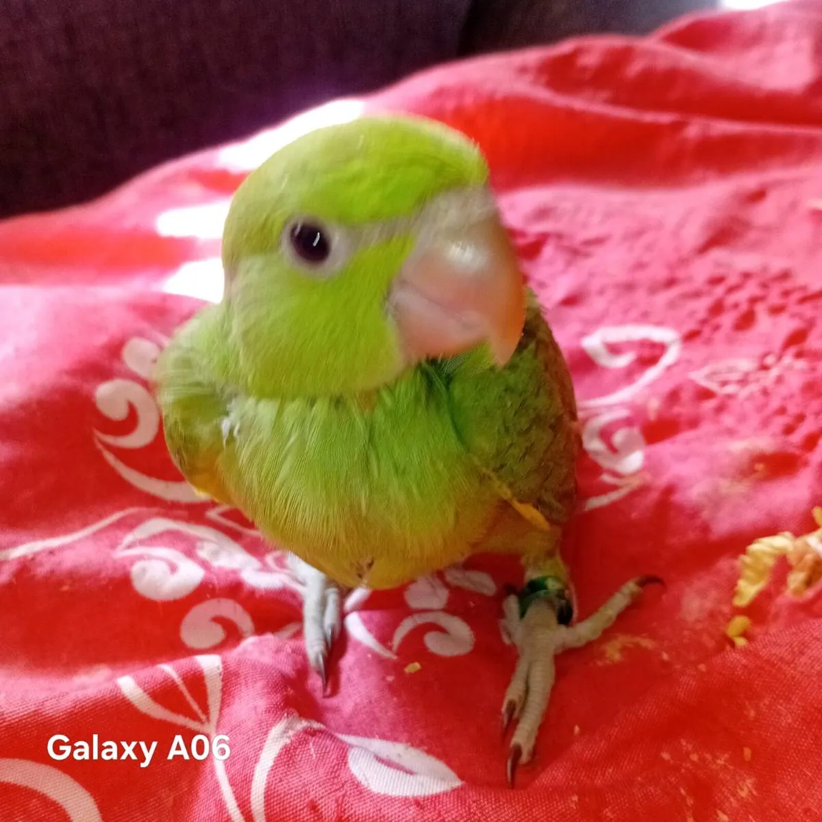 Handreared ringnecks chick's - Image 4