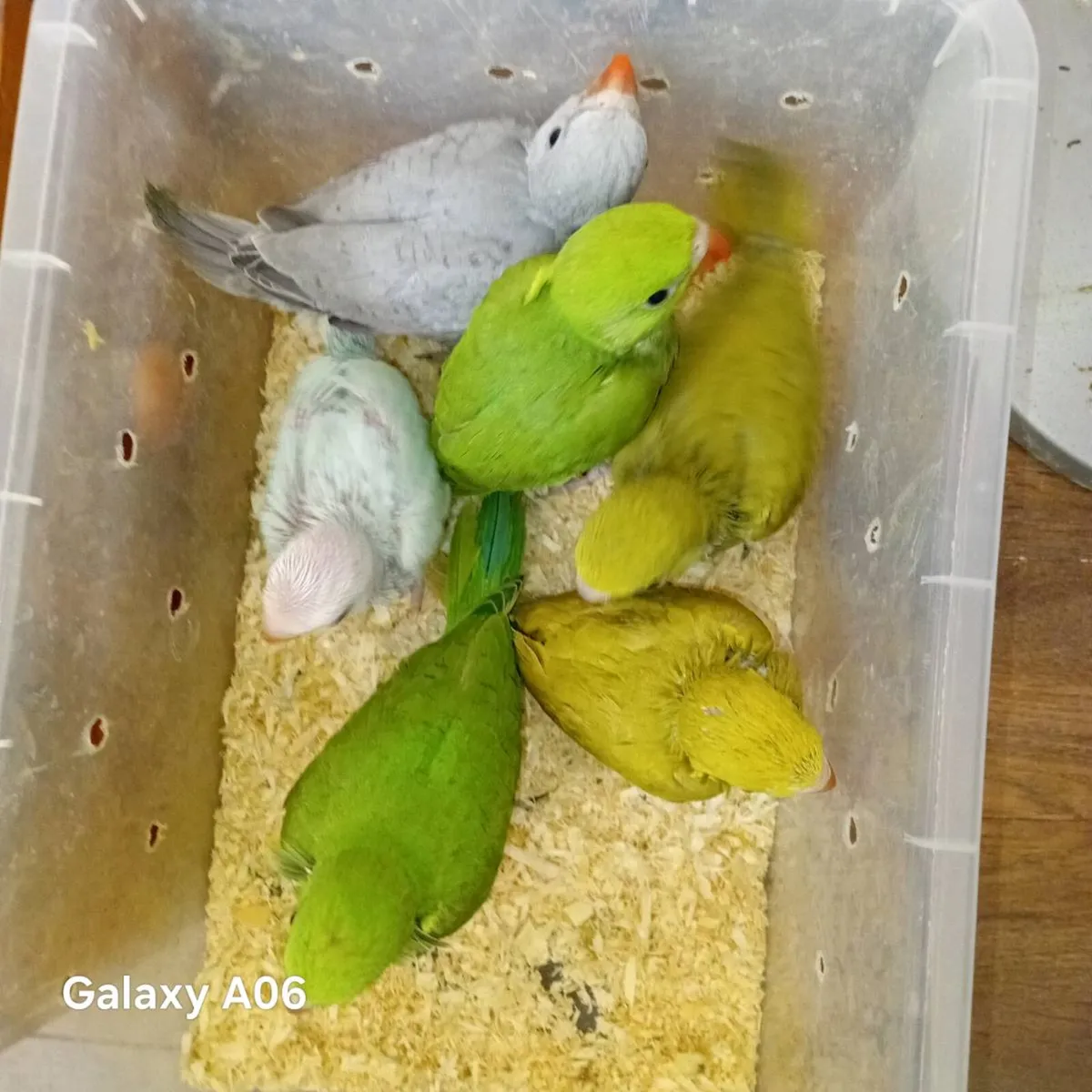 Handreared ringnecks chick's - Image 1