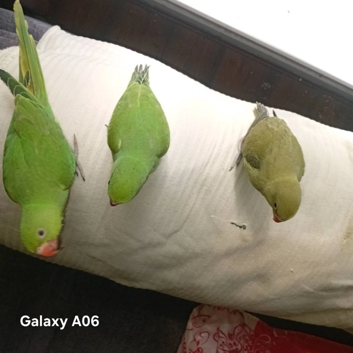Handreared ringnecks chick's - Image 1