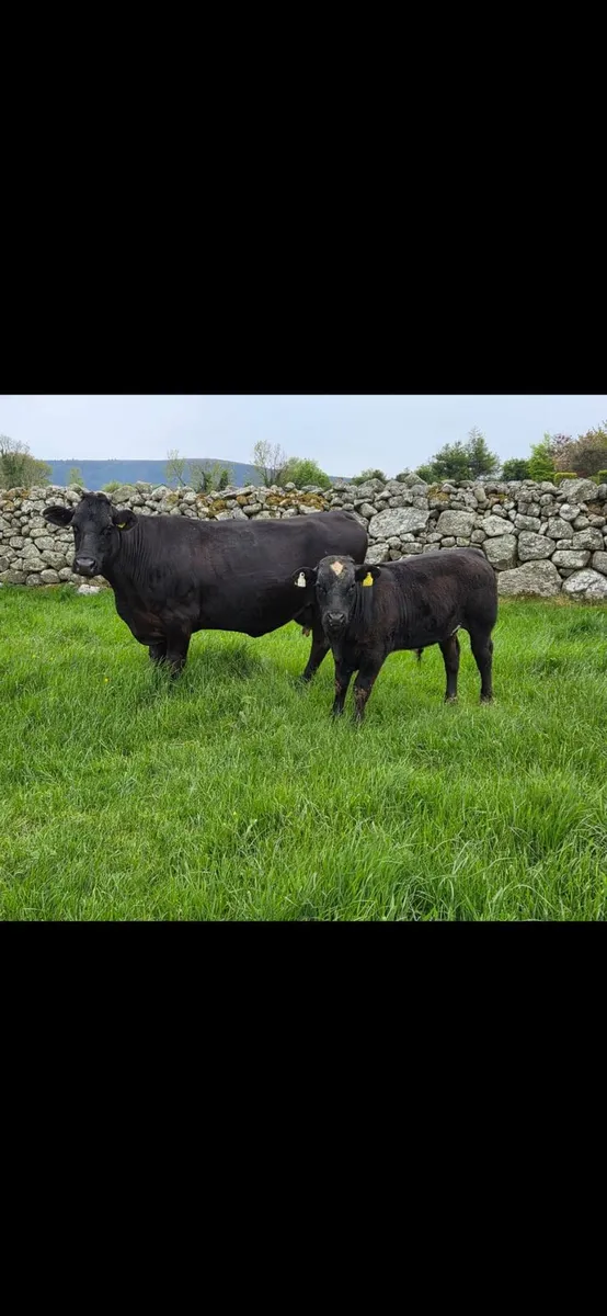 Sucklers Enniscorthy Mart Tuesday 5th of May - Image 2