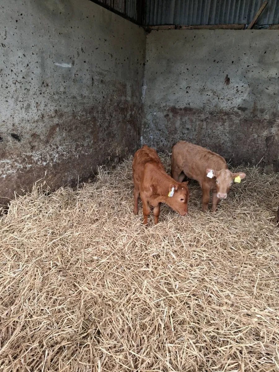 CALVES ALL BREEDS   MORE CALVES AVAILABLE - Image 1