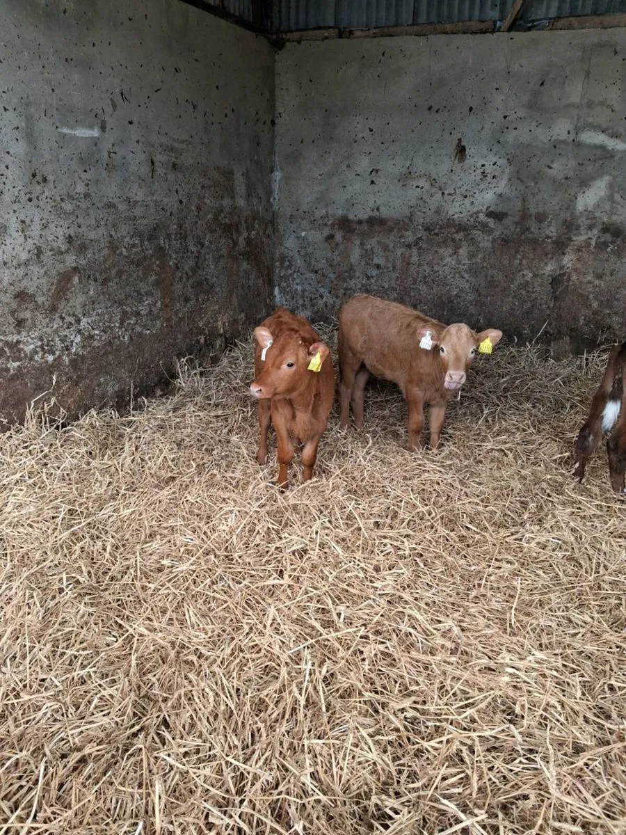 CALVES ALL BREEDS   MORE CALVES AVAILABLE - Image 2