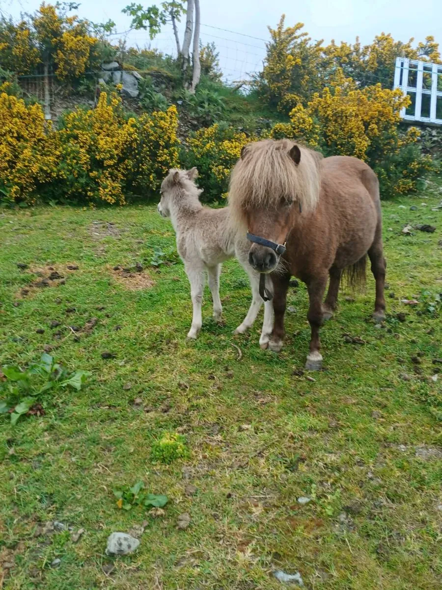 Mare and foal  & older pony - Image 1