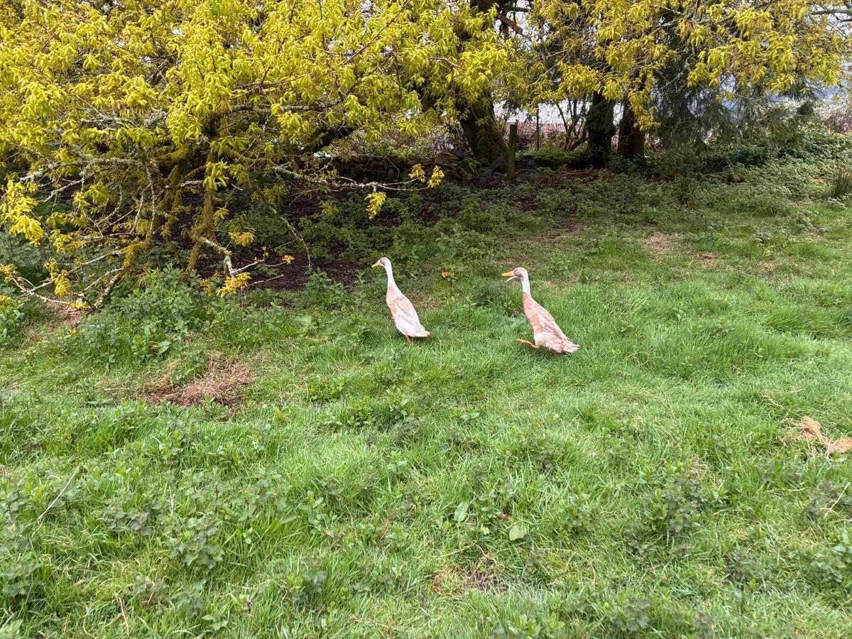 Indian Runner Ducks - Image 2