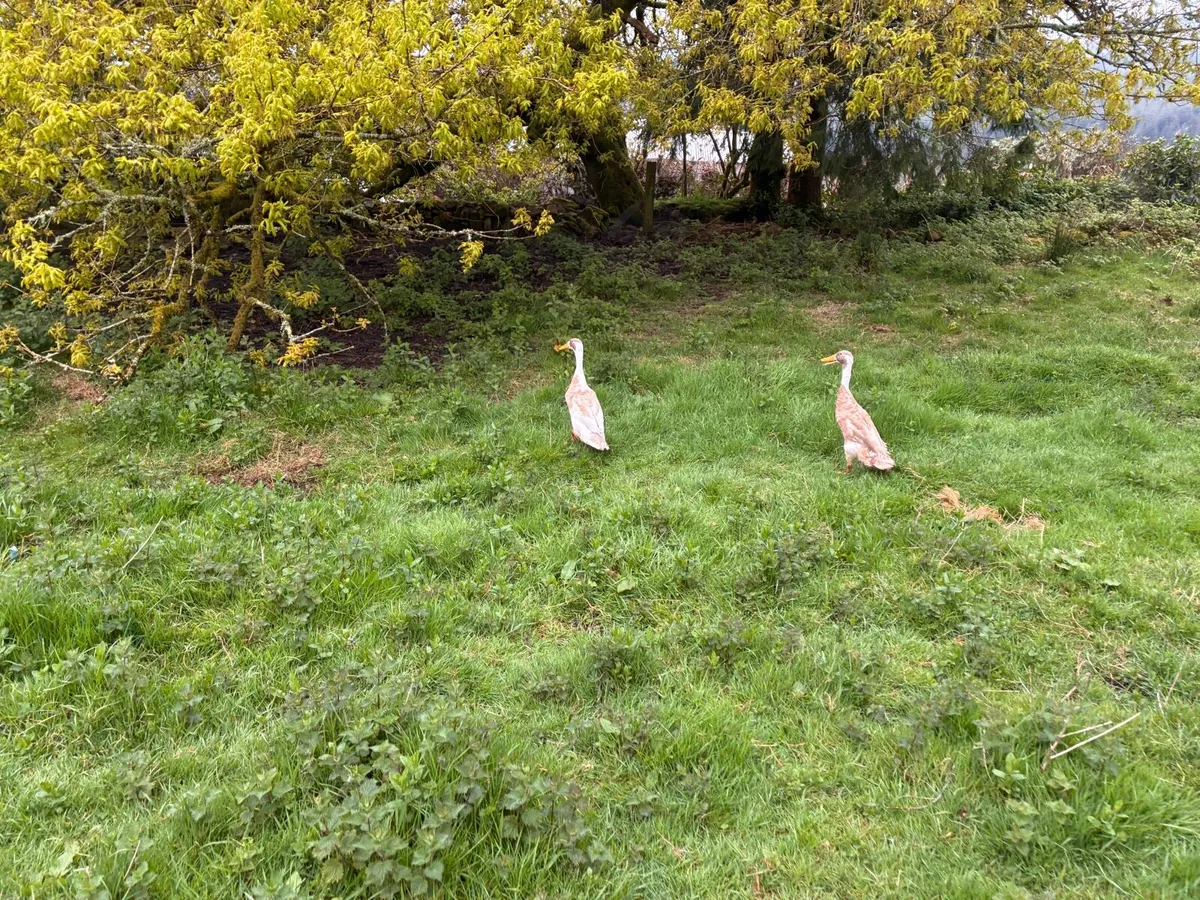 Indian Runner Ducks - Image 3
