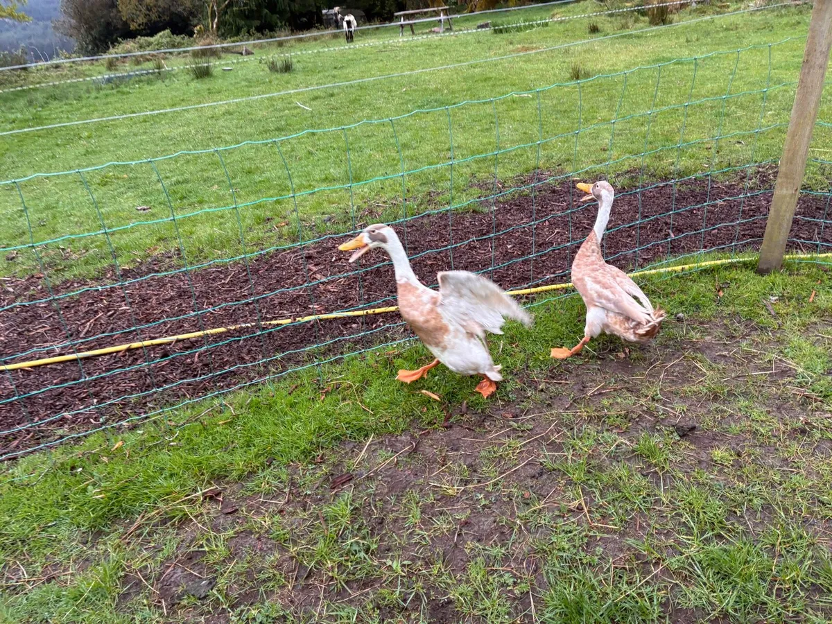 Indian Runner Ducks - Image 4