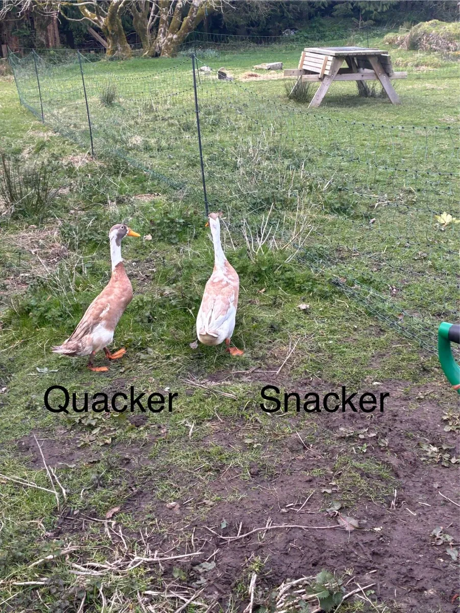 Indian Runner Ducks - Image 1