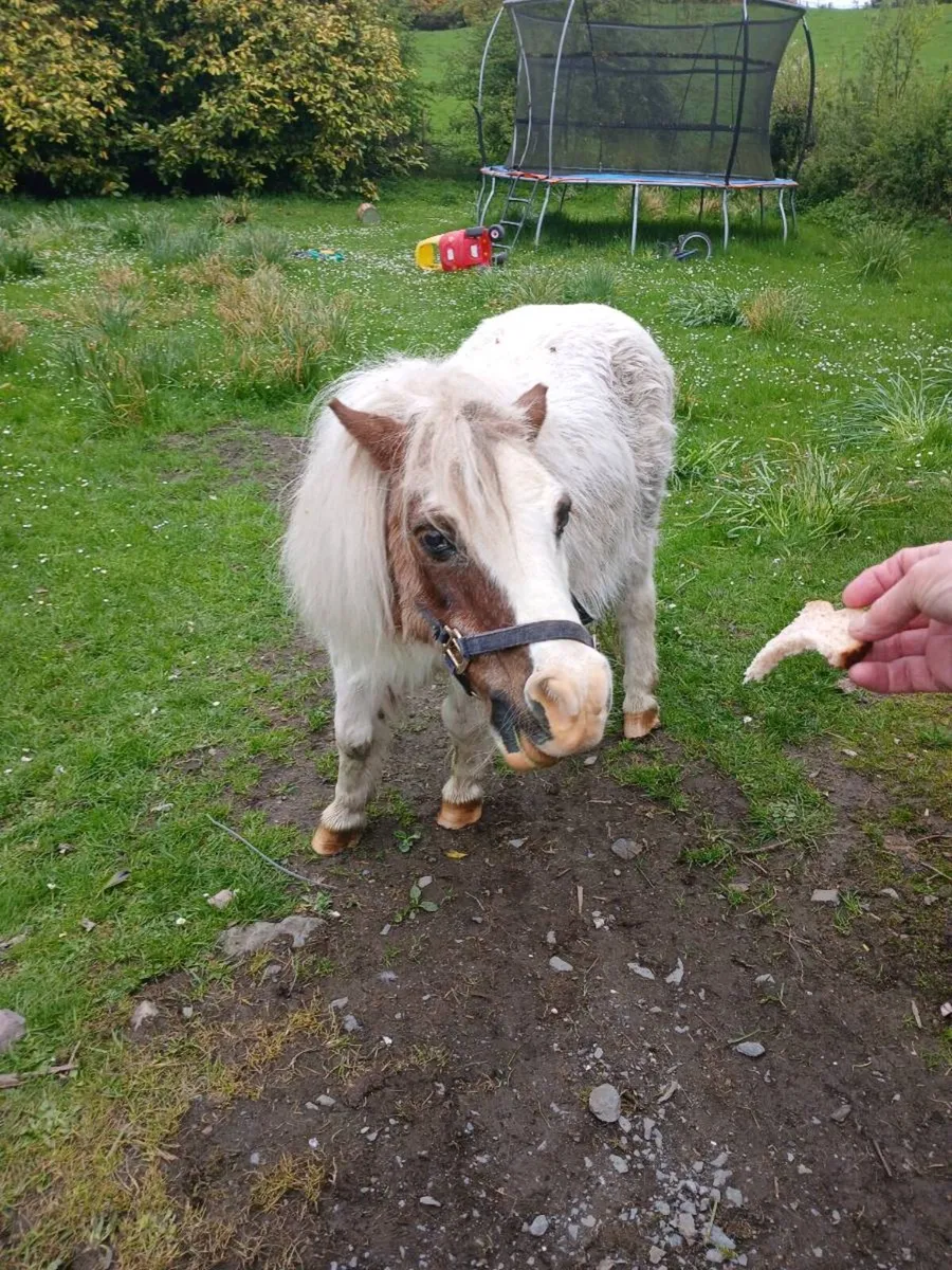 Mare and foal  & older pony - Image 3