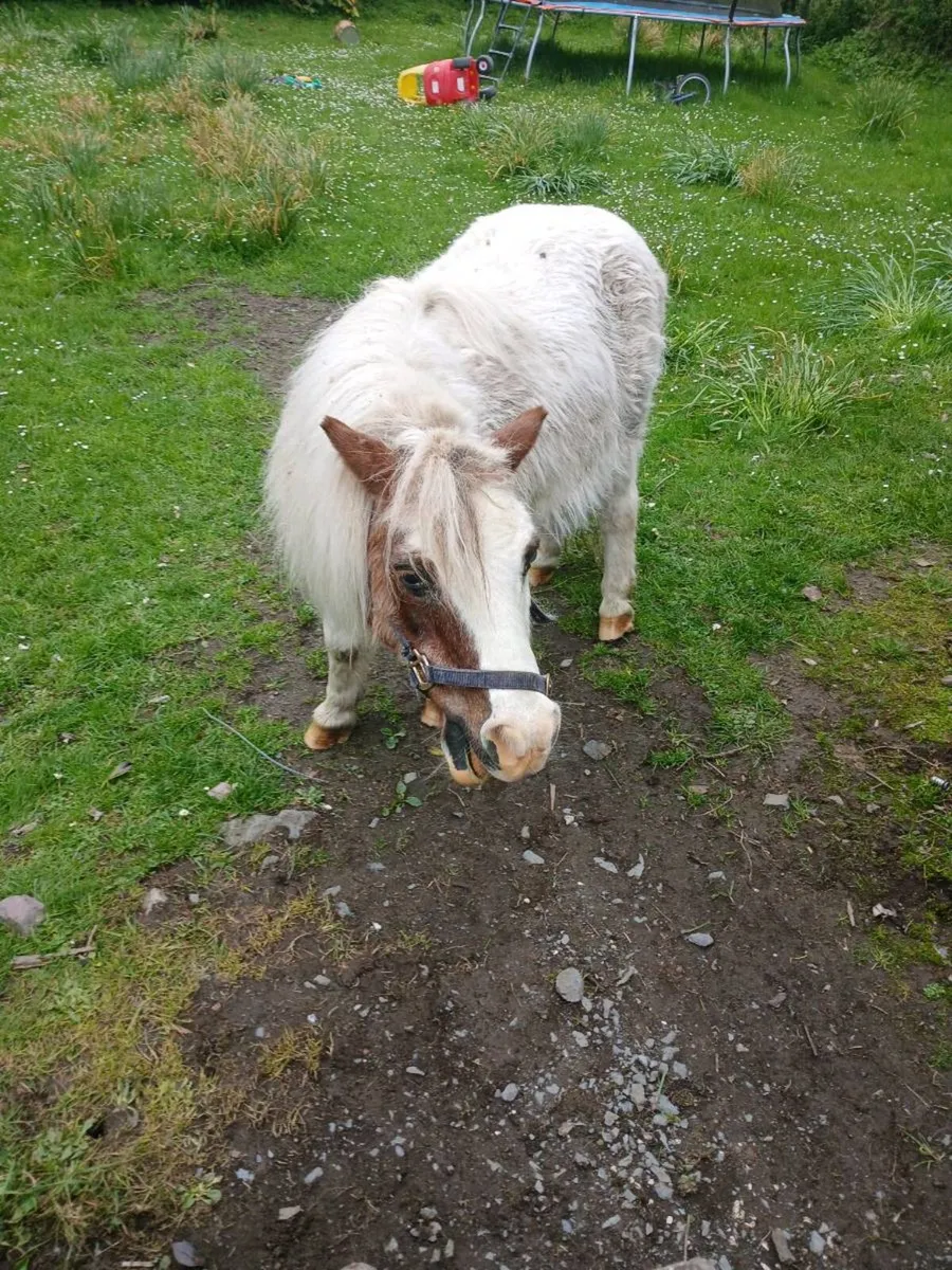 Mare and foal  & older pony - Image 4