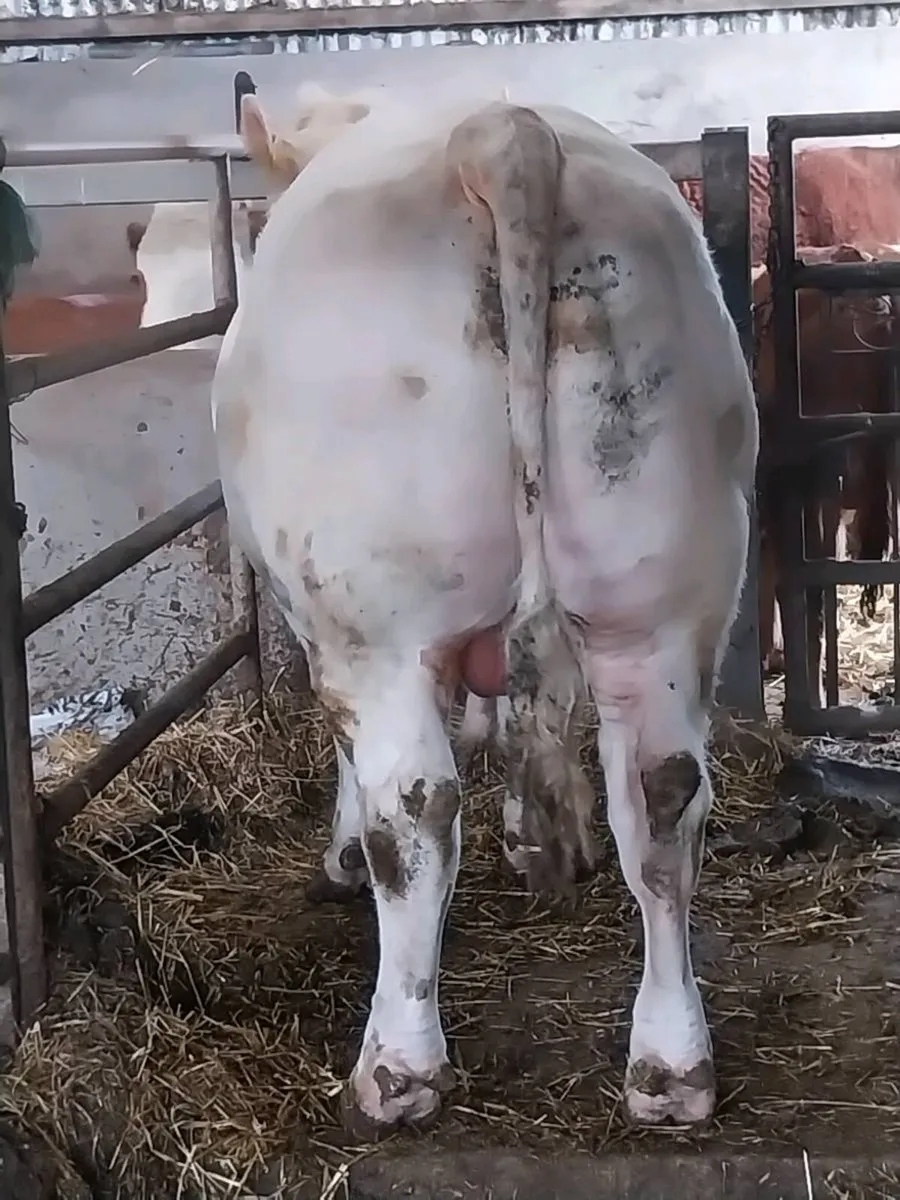 5 STAR  CH FISTON BULL - Image 3