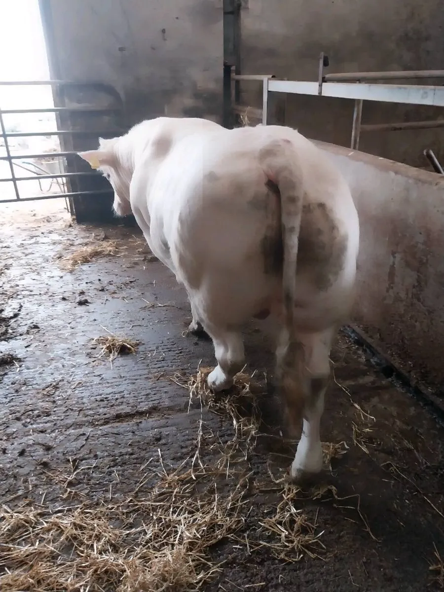 5 STAR  CH FISTON BULL - Image 4