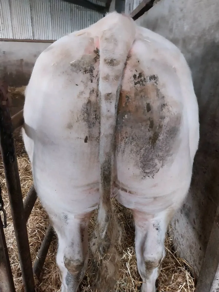 5 STAR  CH FISTON BULL - Image 1