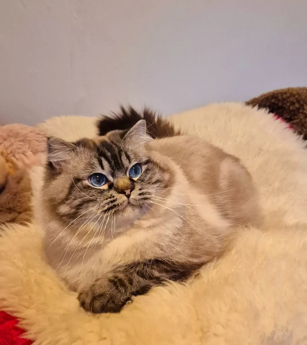 Ragdoll male - Image 2