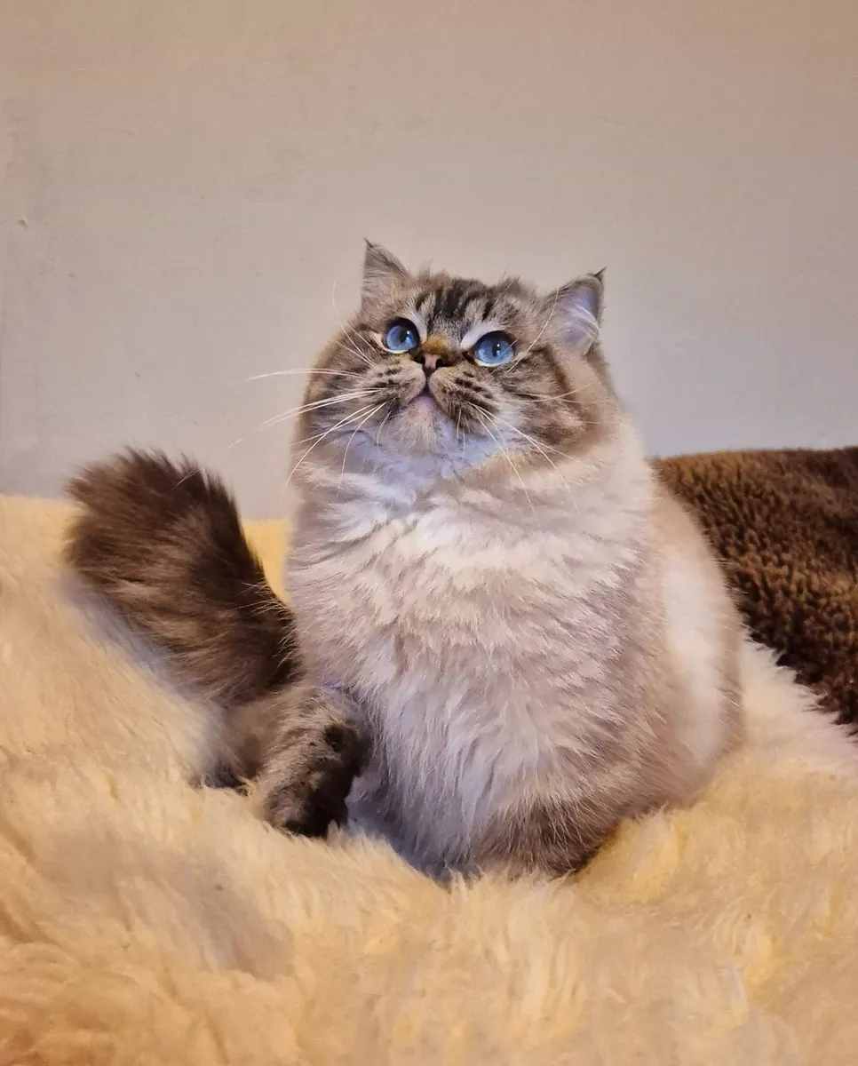 Ragdoll male - Image 3