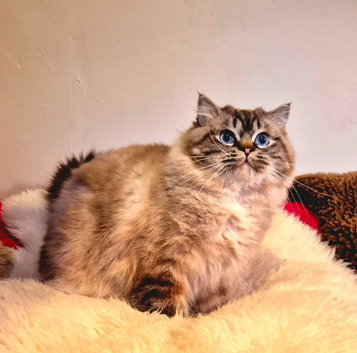 Ragdoll male - Image 4