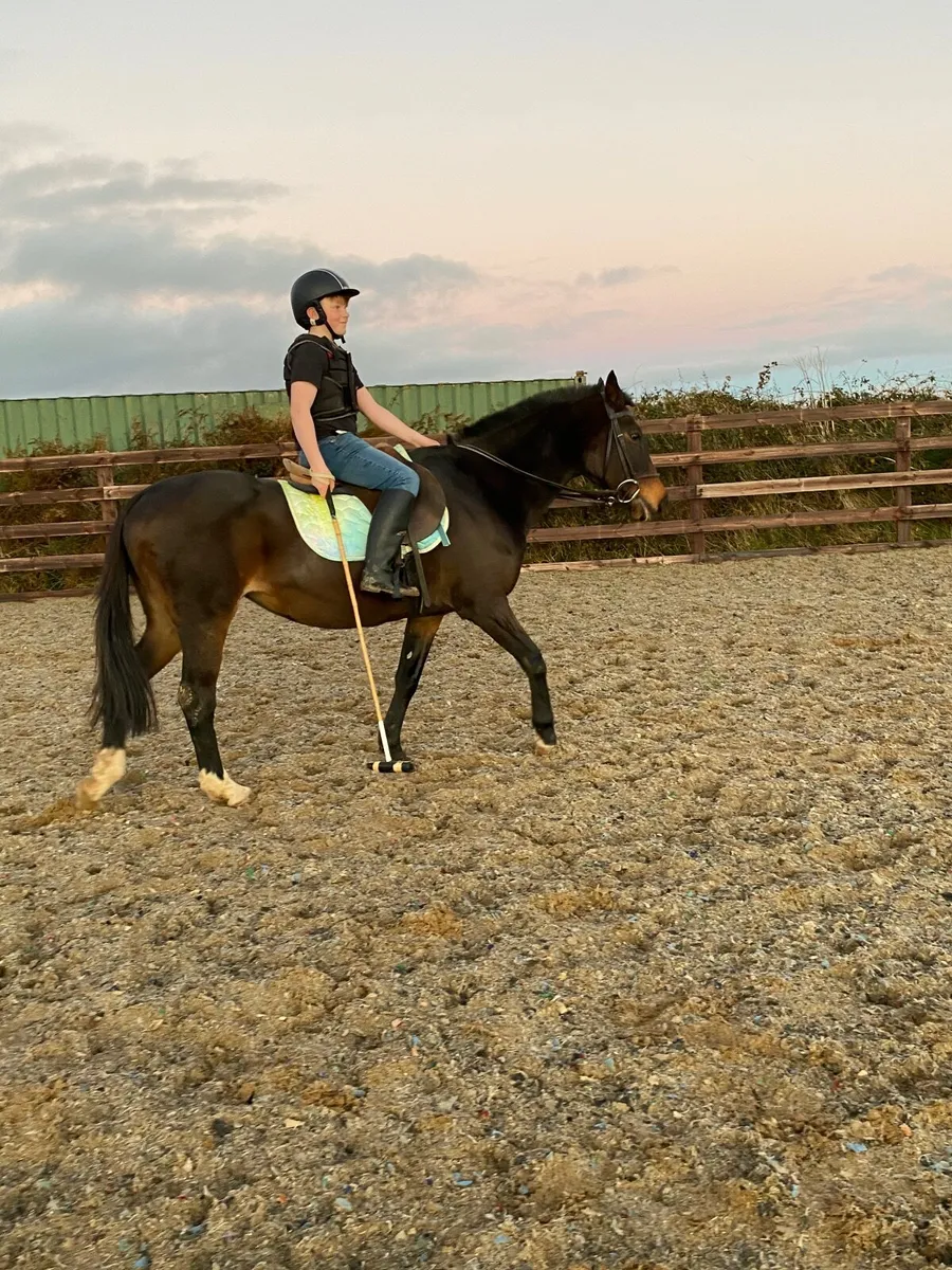 Polo Pony - Image 1
