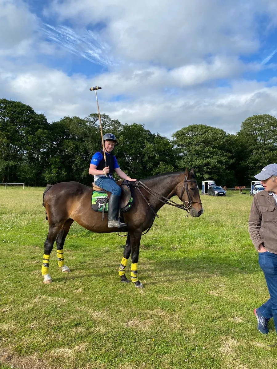 Polo Pony - Image 2