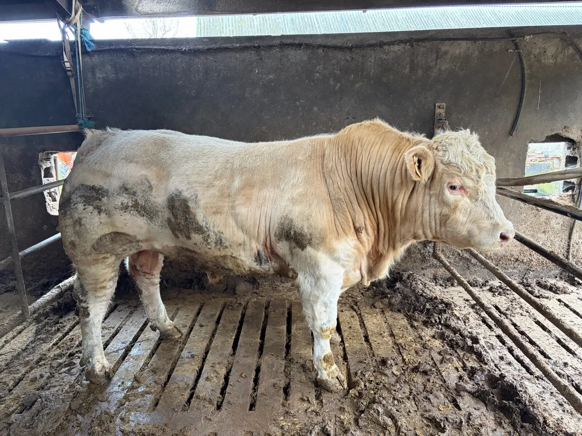 PBR Charolais Bull - Image 1