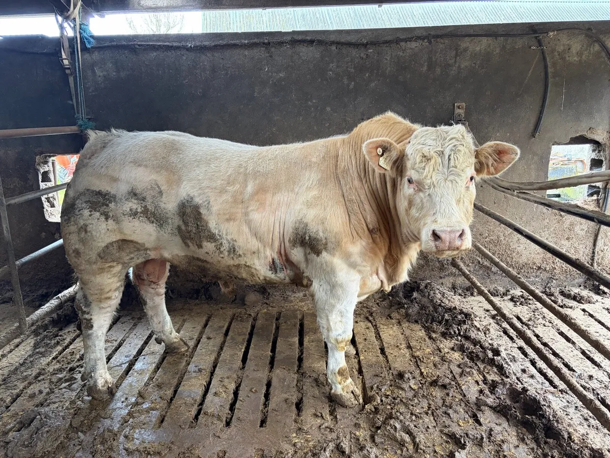 PBR Charolais Bull - Image 2