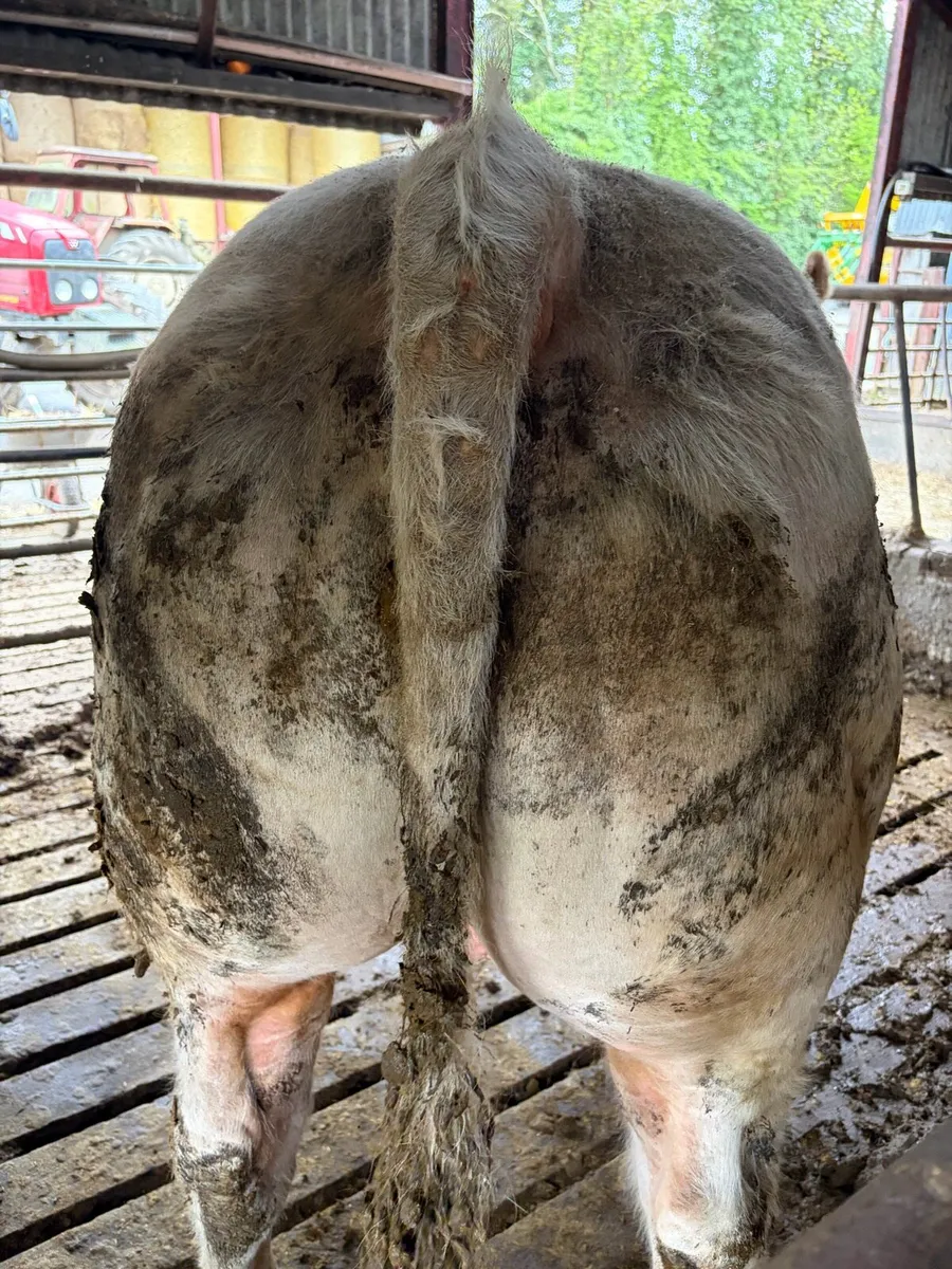 PBR Charolais Bull - Image 3