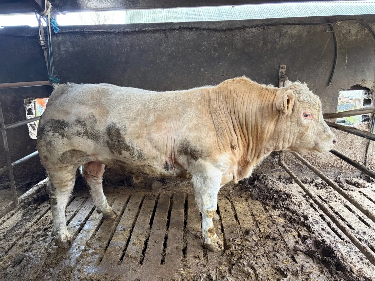 PBR Charolais Bull - Image 4