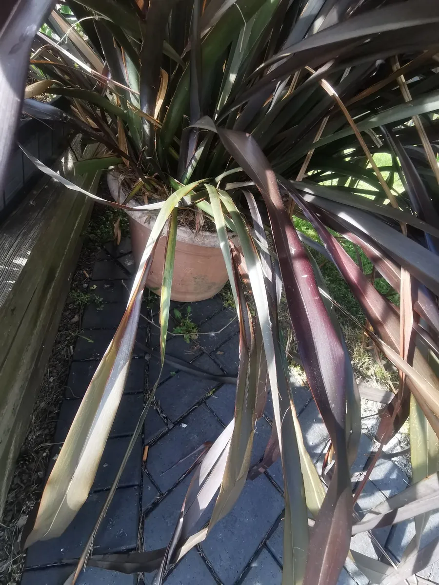 Large New Zealand Flax - Image 1
