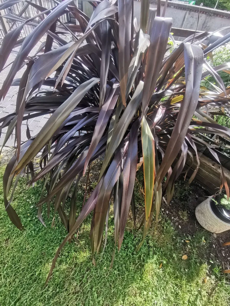 Large New Zealand Flax - Image 2