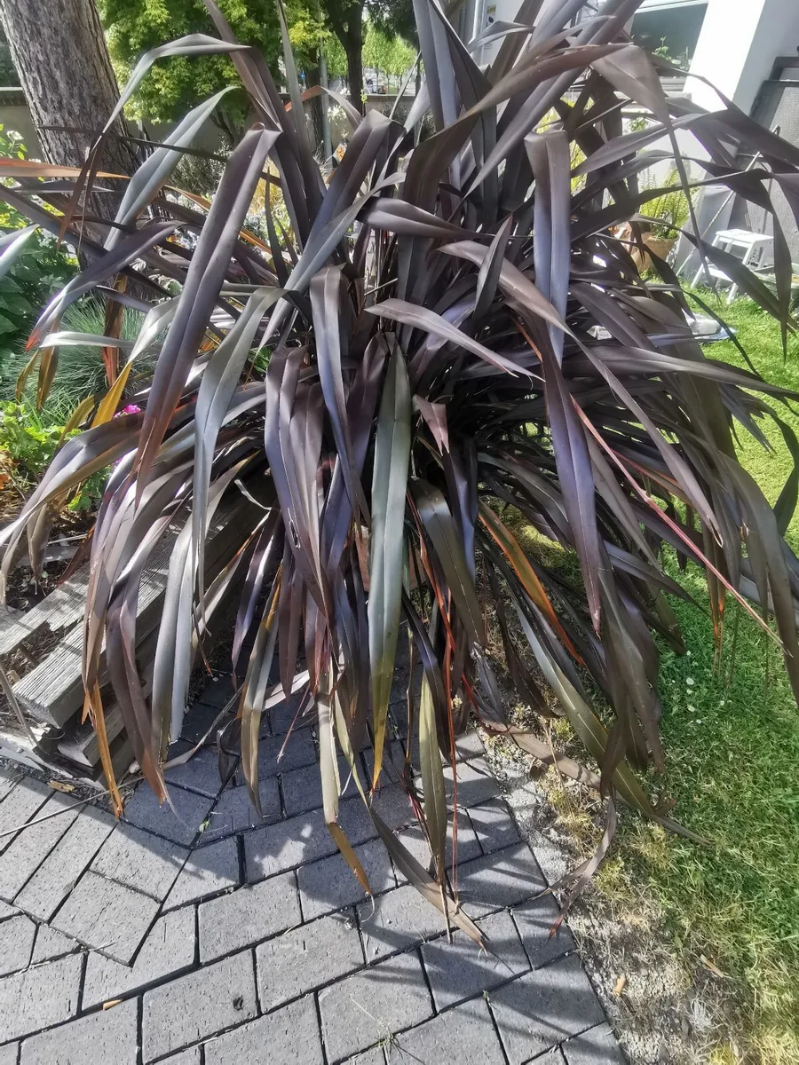 Large New Zealand Flax - Image 3