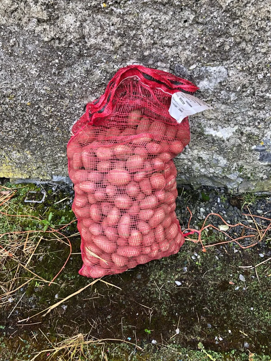 Rooster seed potatoes