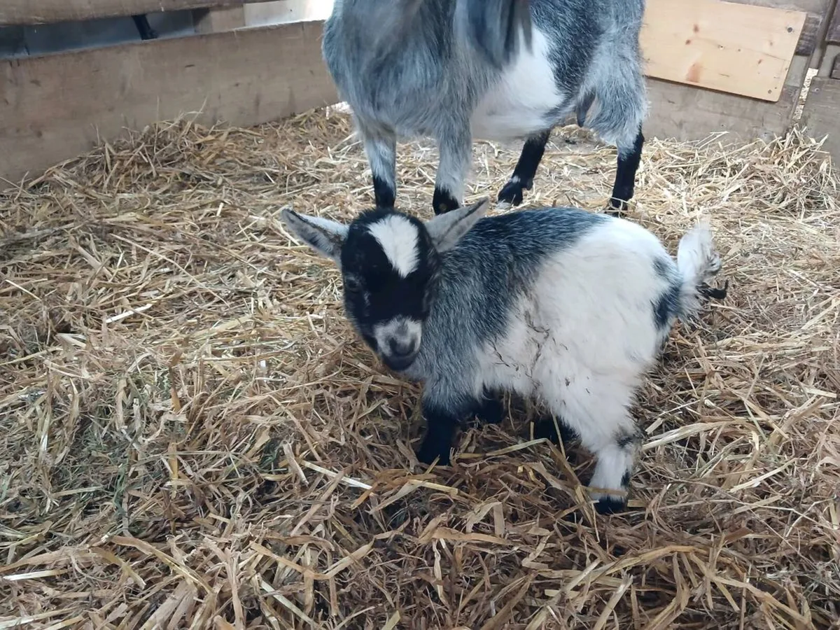 Females pygmy Goats for Sale €350 - Image 2