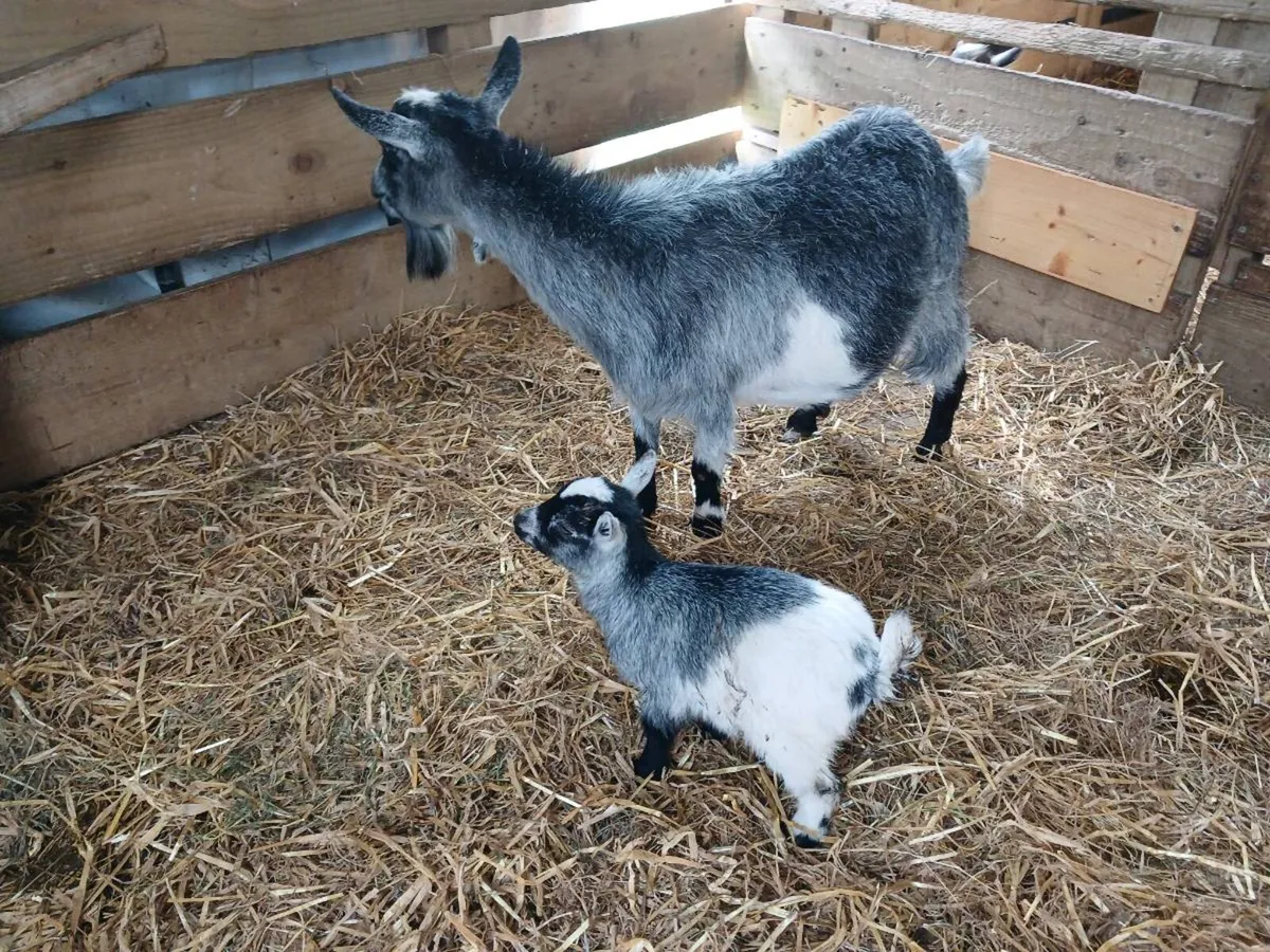 Females pygmy Goats for Sale €350 - Image 3