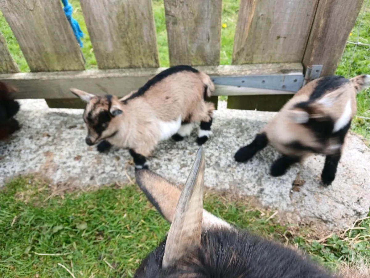 Females pygmy Goats for Sale €350 - Image 4