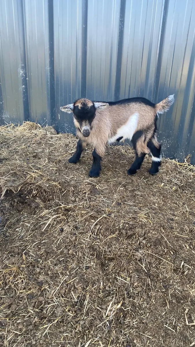 Females pygmy Goats for Sale €350 - Image 1