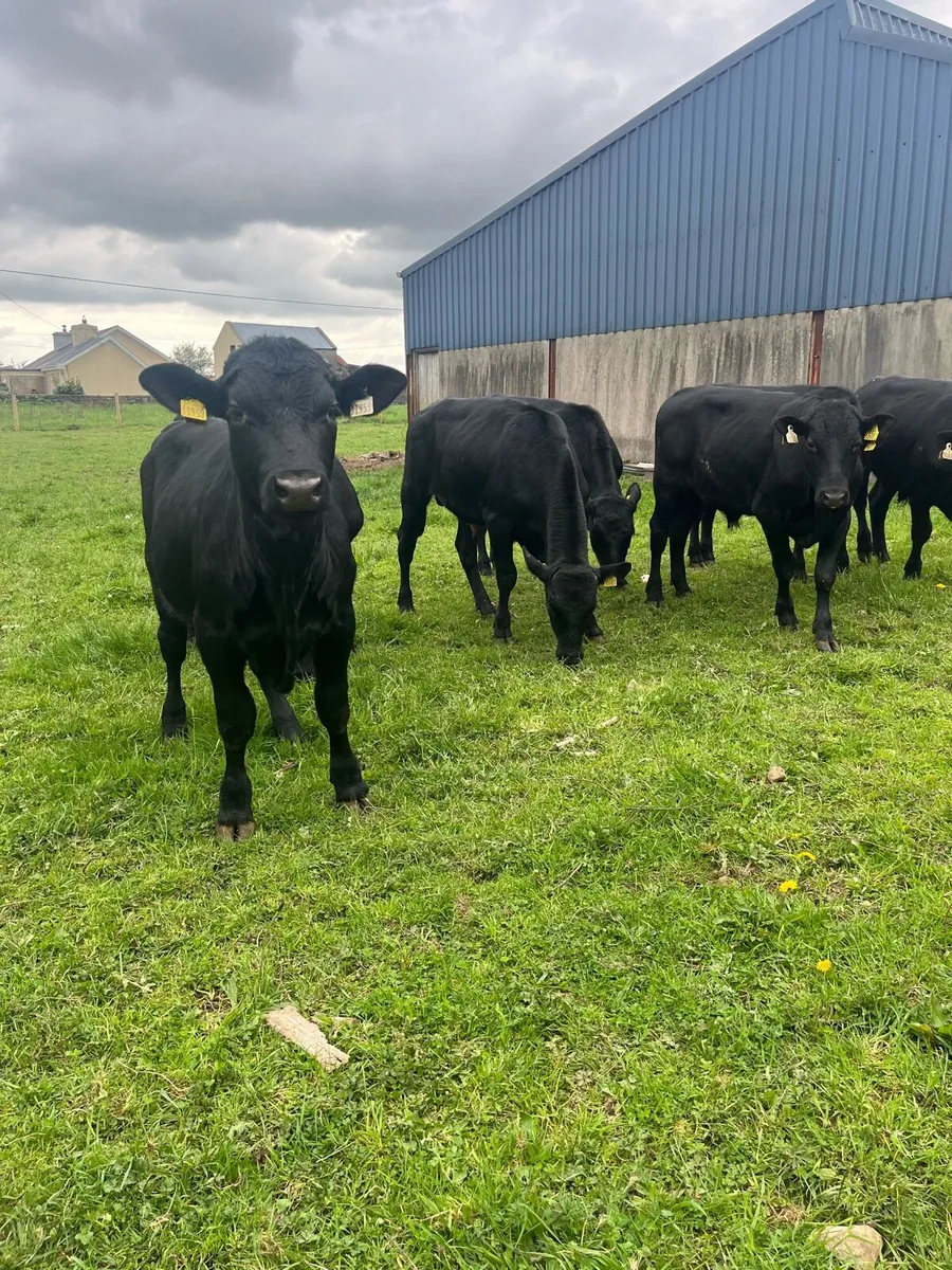 Angus Bullocks - Image 1