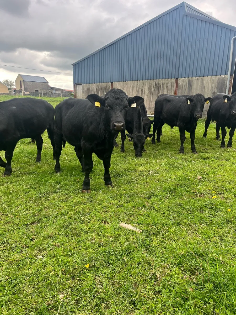 Angus Bullocks - Image 2