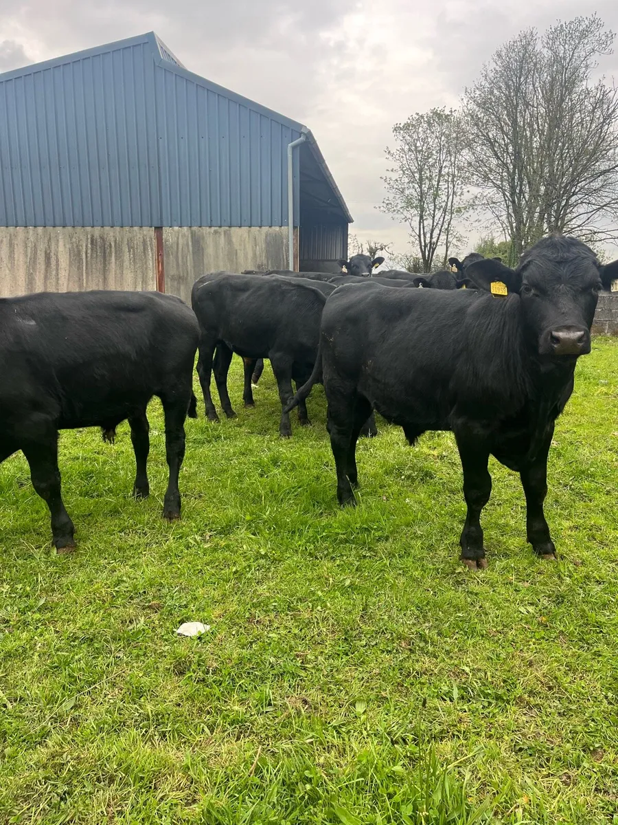 Angus Bullocks - Image 3