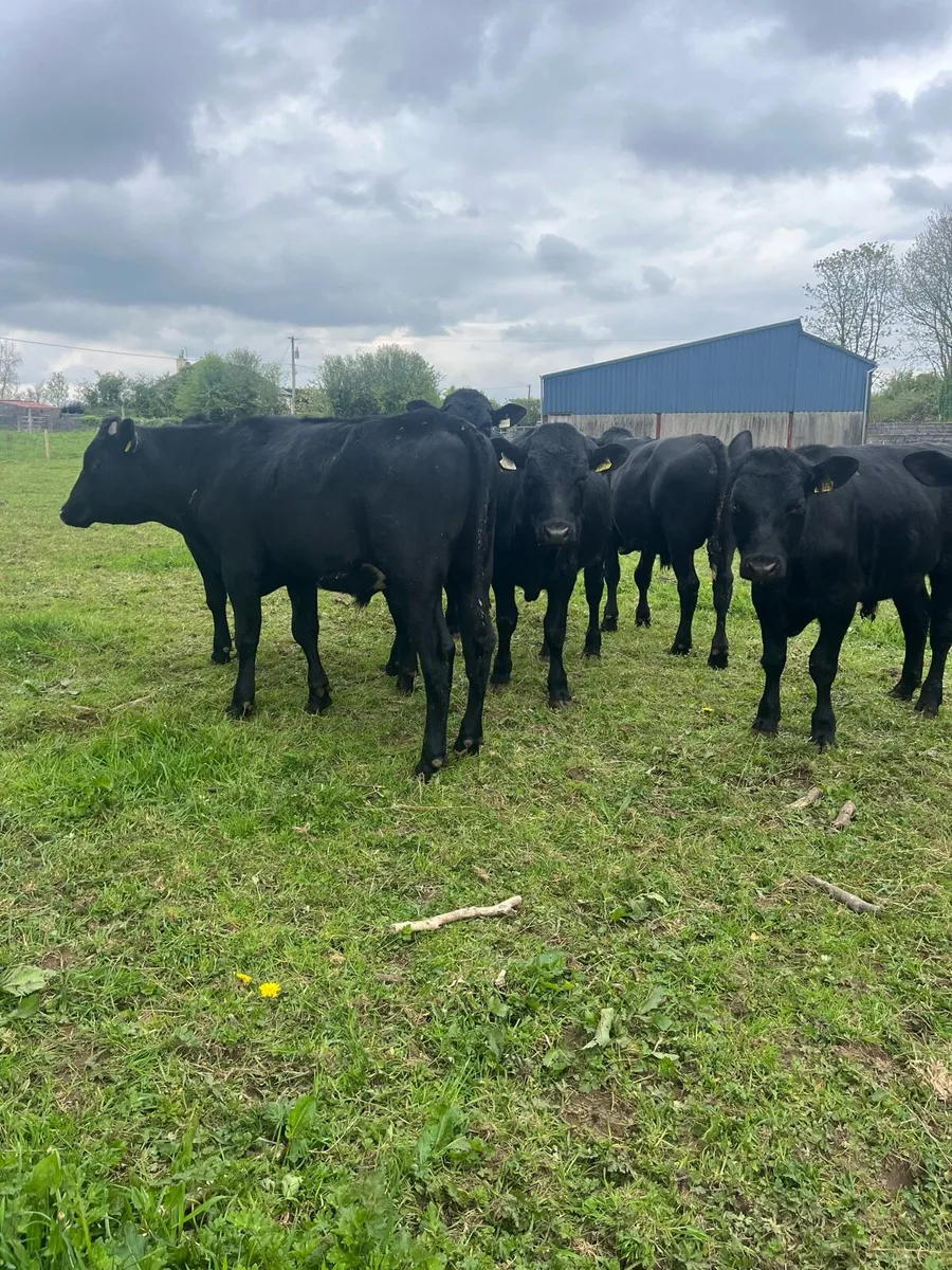 Angus Bullocks - Image 4
