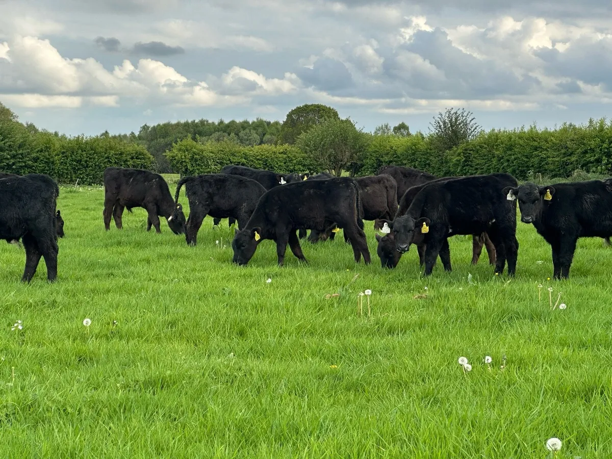 🌟30 super Angus runners 🌟 - Image 2