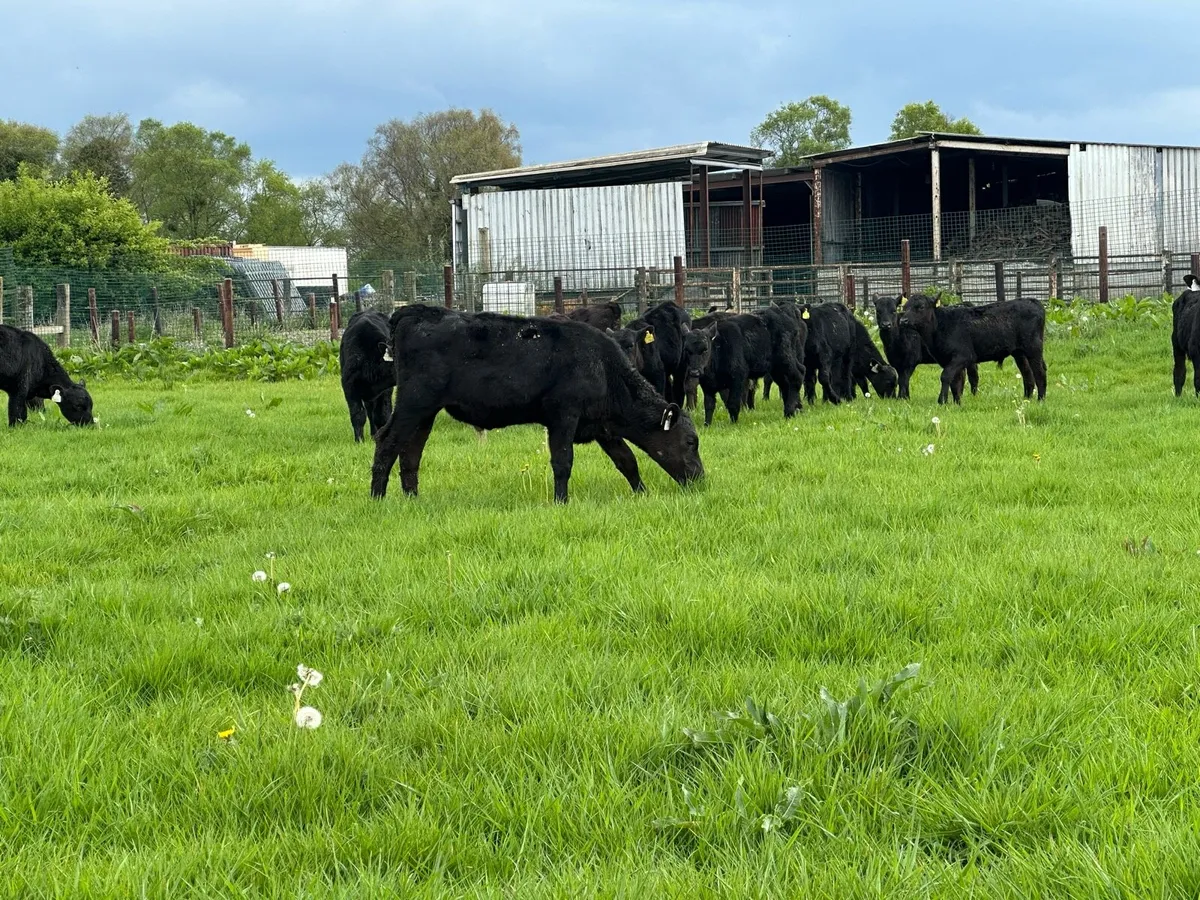 🌟30 super Angus runners 🌟 - Image 3