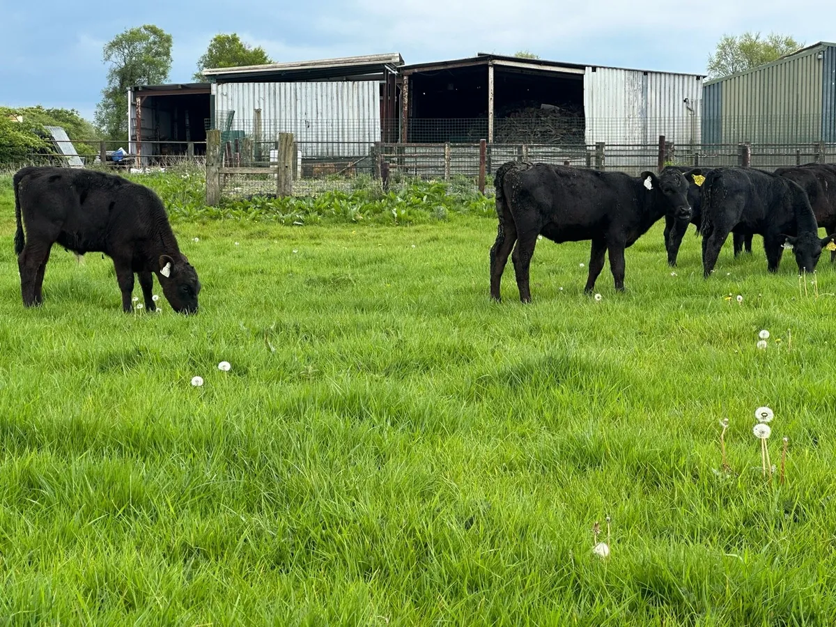 🌟30 super Angus runners 🌟 - Image 4